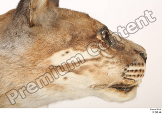 Asian golden cat Catopuma Temminckii cheek eye head mouth 0001.jpg